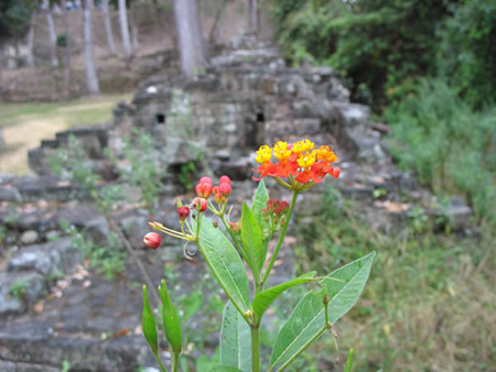 Honduras Copan Ruinas 058_JPG