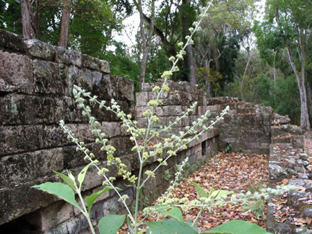 Honduras Copan Ruinas 059_JPG