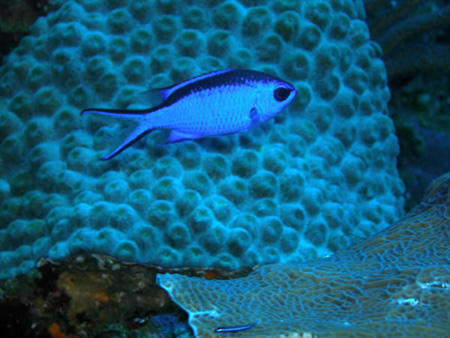 Utila Diving - 03 - Some Fish_JPG