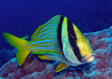 Utila Diving - 04 - Snapper I Think_JPG