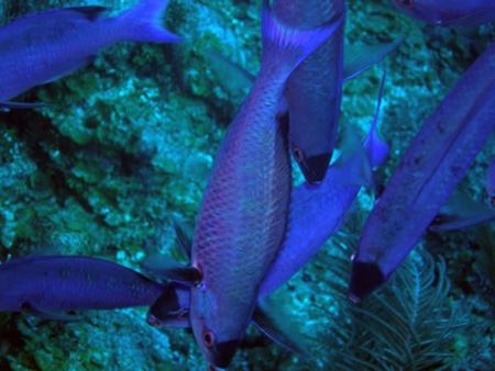 Utila Diving - 06 - Fishes_JPG