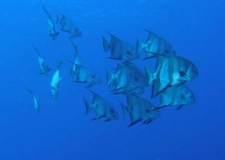 Utila Diving - 07 - Fishes_JPG