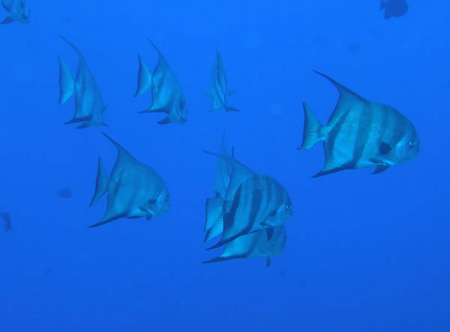 Utila Diving - 08 - Fishes_JPG