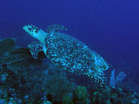 Utila Diving - 10 - Turtle_JPG