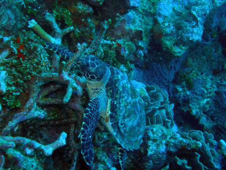 Utila Diving - 12 - Turtle_JPG