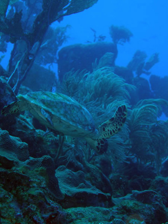 Utila Diving - 13 - Turtle_JPG