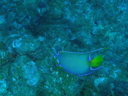 Utila Diving - 14 - Fish_JPG