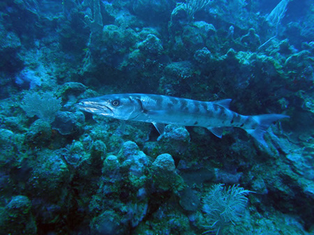 Utila Diving - 15 - Barracuda_JPG