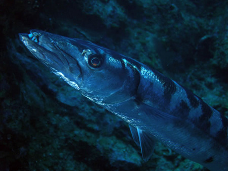 Utila Diving - 16 - Barracuda_JPG