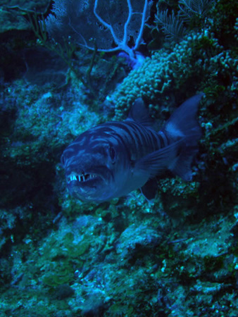 Utila Diving - 17 - Barracuda_JPG