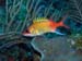 Utila Diving - 02 - Squirrel Fish_JPG