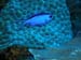 Utila Diving - 03 - Some Fish_JPG