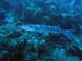 Utila Diving - 15 - Barracuda_JPG